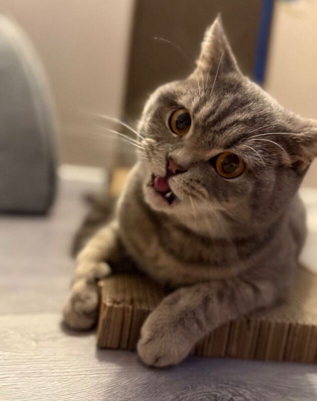 British Shorthair kittens for sale in Blackburn, Lancashire – 2 years old