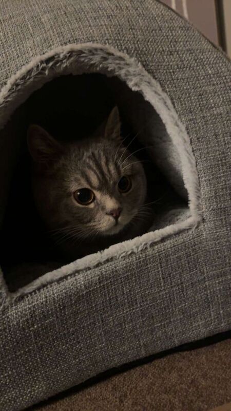 British Shorthair kittens for sale in Blackburn, Lancashire – 2 years old - Image 3 of 3