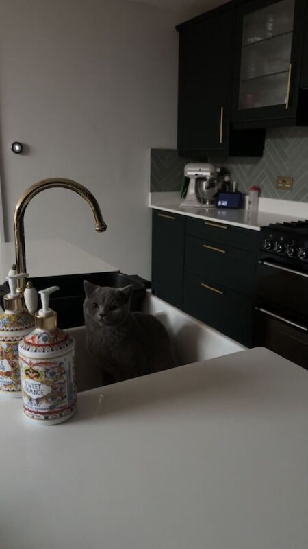 British shorthair male - Image 2 of 3