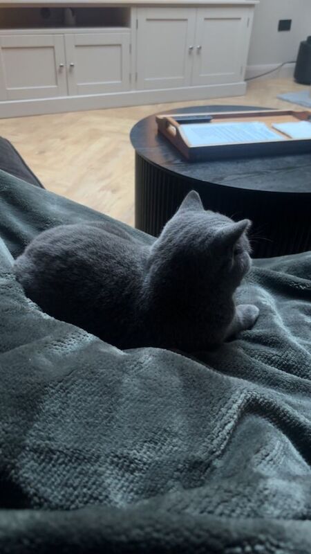 British shorthair male - Image 3 of 3