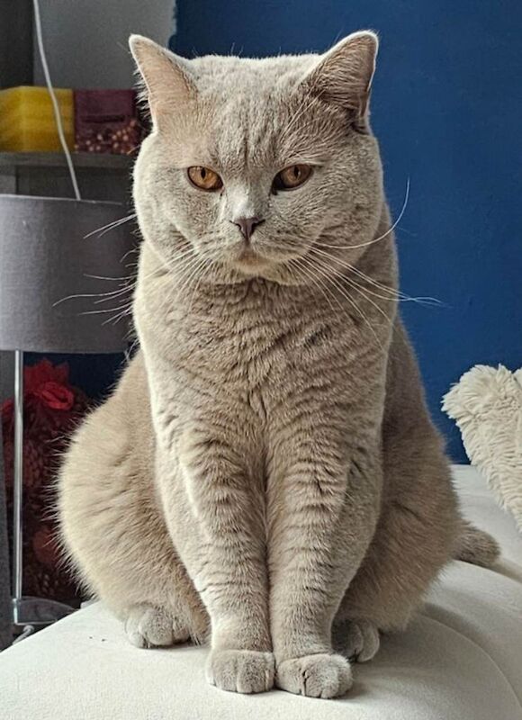 British Shorthair male - Image 2 of 3