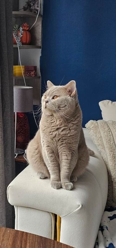 British Shorthair male - Image 3 of 3
