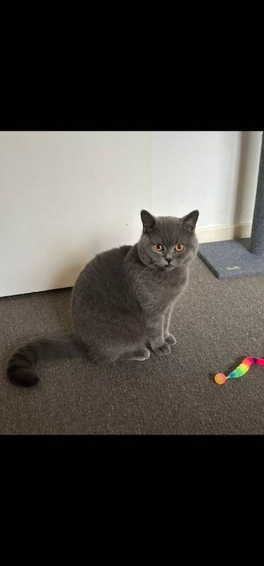 British shorthair male - Image 2 of 3