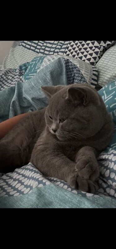 British shorthair male - Image 3 of 3