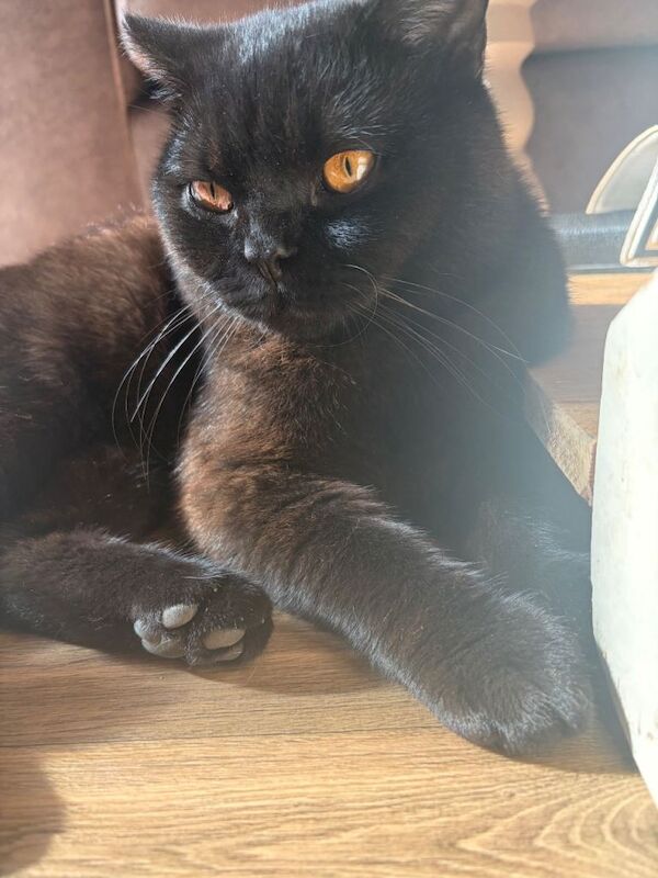 British shorthair male
