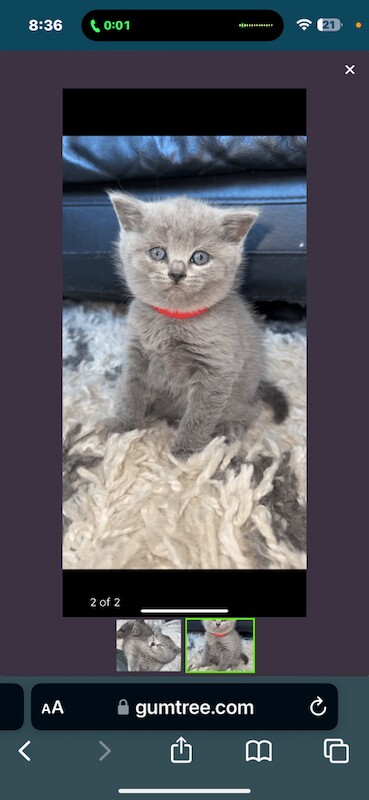 British Shorthair Male 9 Weeks for sale in Romford, Greater London