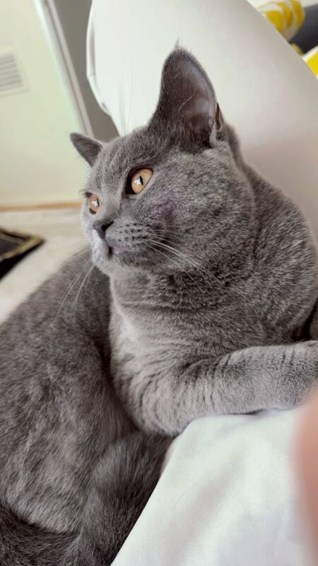 British Shorthair kittens for sale in Wembley, Greater London – 1 year old