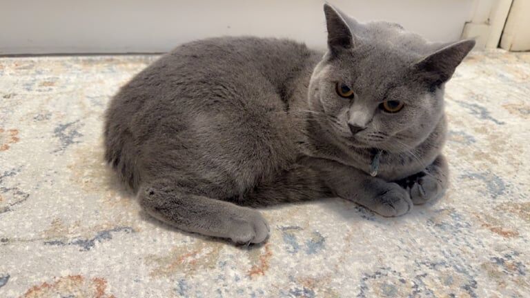 British Shorthair kittens for sale in Wembley, Greater London – 1 year old - Image 3 of 3