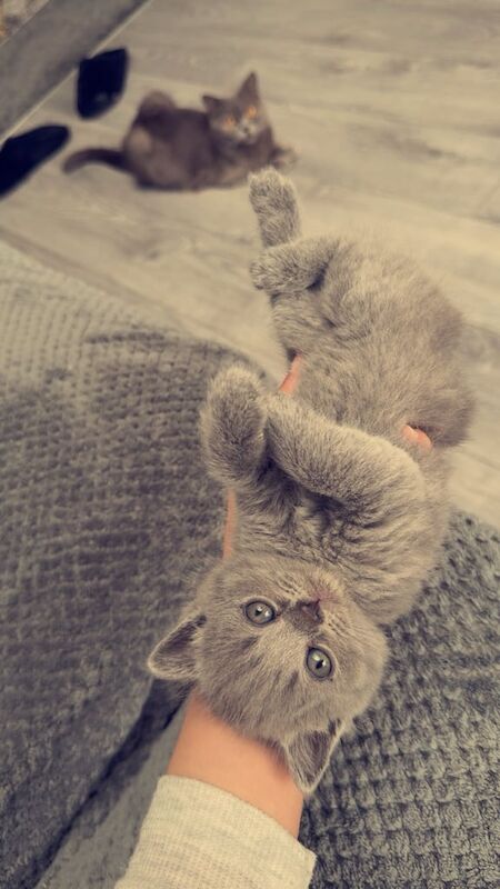 British Shorthair kittens for sale in Birmingham, West Midlands – 9 weeks old