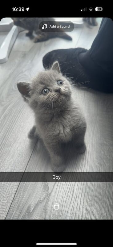 British Shorthair kittens for sale in Birmingham, West Midlands – 9 weeks old - Image 2 of 3