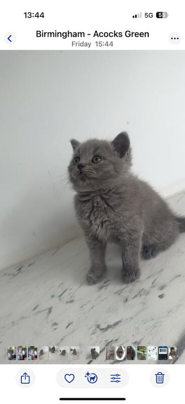 British Shorthair kittens for sale in Birmingham, West Midlands – 9 weeks old - Image 3 of 3
