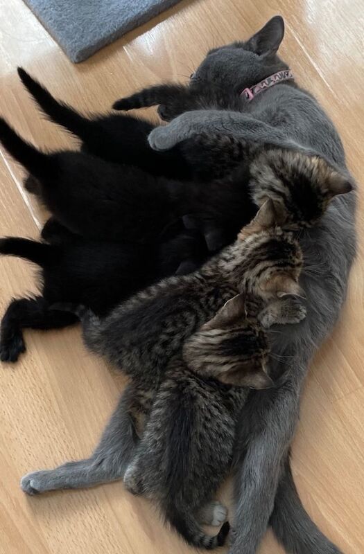 British shorthair mixed breed kittens for Sale - Image 2 of 3