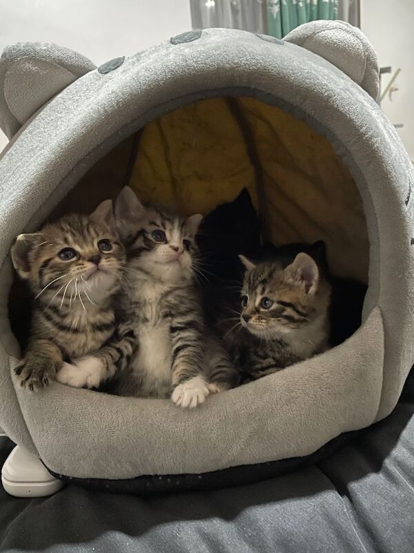 British shorthair mixed breed kittens for Sale - Image 3 of 3