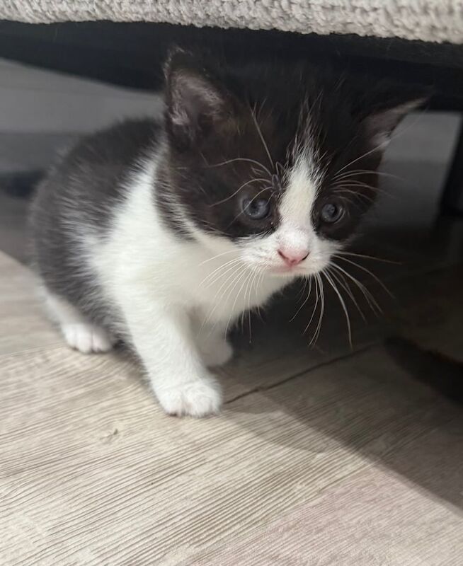 British Shorthair kittens for sale in Waltham Abbey, Essex – 4 weeks old