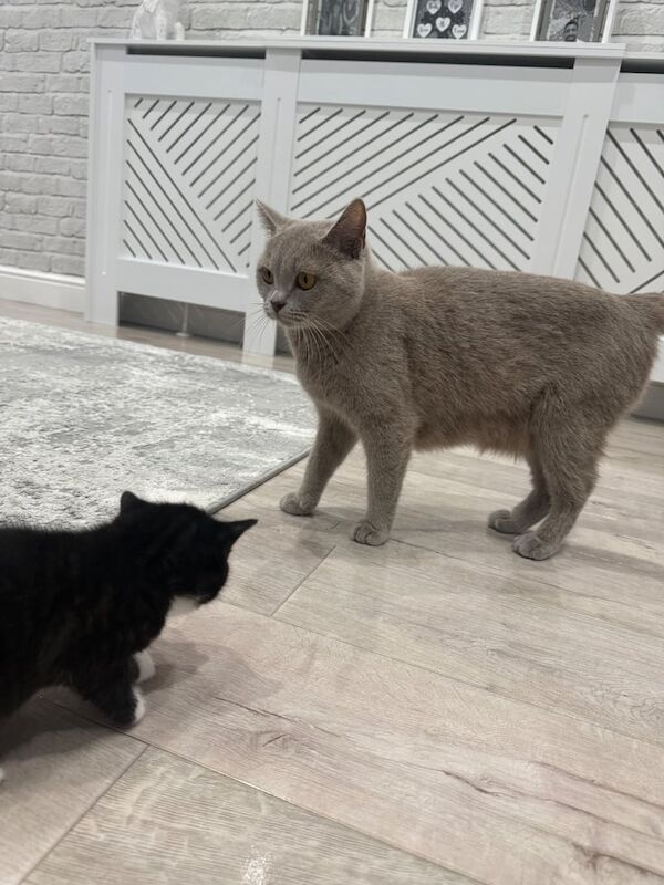British Shorthair kittens for sale in Waltham Abbey, Essex – 4 weeks old - Image 2 of 4
