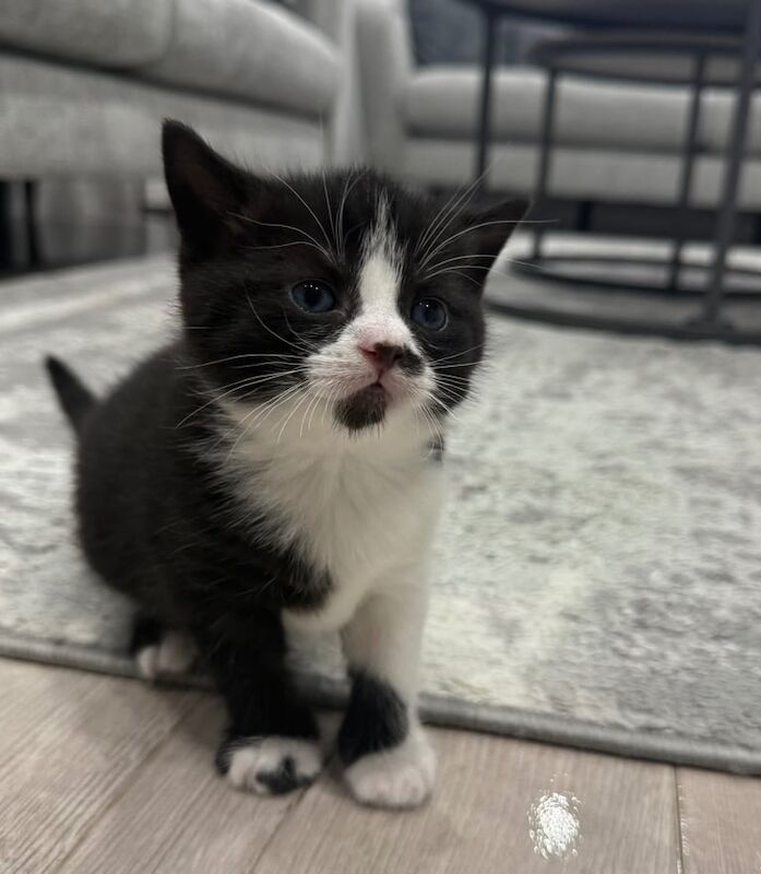 British Shorthair kittens for sale in Waltham Abbey, Essex – 4 weeks old - Image 3 of 4