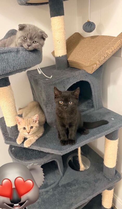 British Shorthair mixed kittens