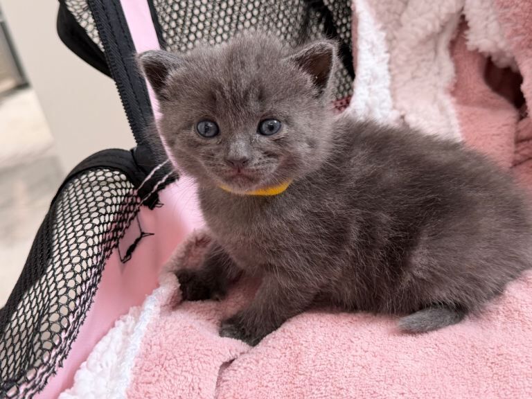 British Shorthair Mixed Kittens – 6 Available
