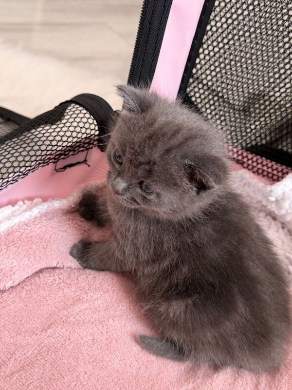 British Shorthair Mixed Kittens – 6 Available - Image 2 of 6