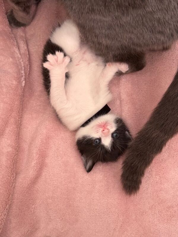 British Shorthair Mixed Kittens – 6 Available - Image 3 of 6