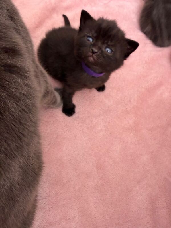 British Shorthair Mixed Kittens – 6 Available - Image 4 of 6