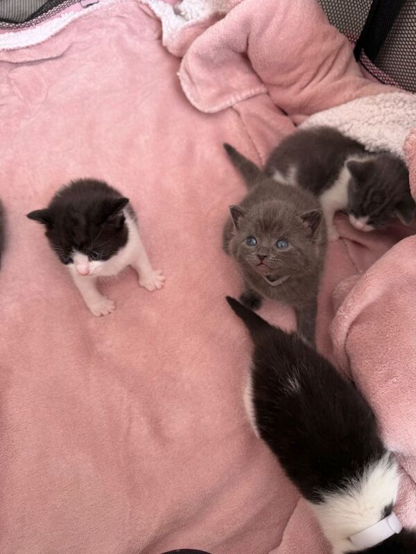 British Shorthair Mixed Kittens – 6 Available - Image 5 of 6