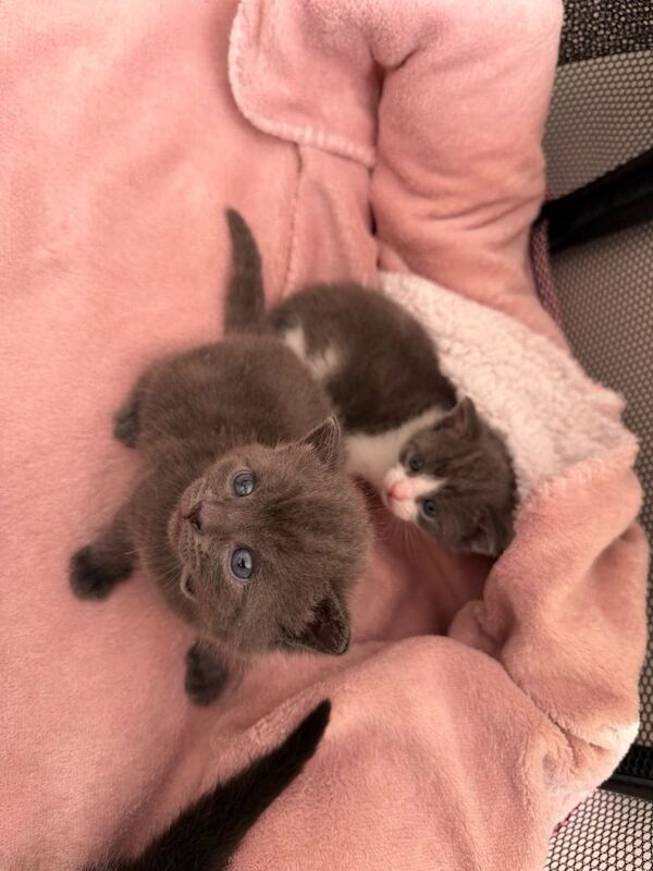 British Shorthair Mixed Kittens – 6 Available - Image 6 of 6