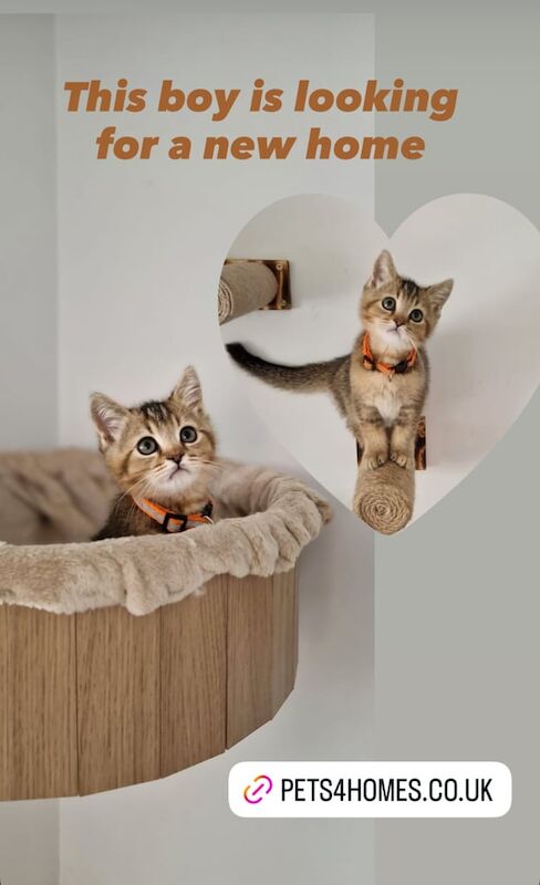 British Shorthair kittens for sale in Peterborough, Cambridgeshire – 3 months old