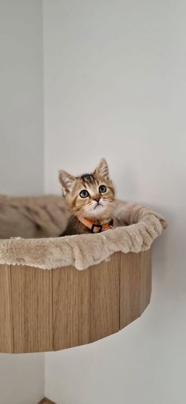 British Shorthair kittens for sale in Peterborough, Cambridgeshire – 4 months old - Image 2 of 3
