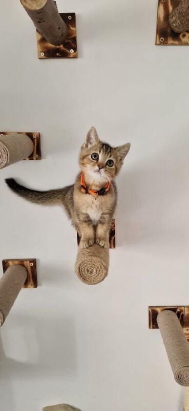British Shorthair kittens for sale in Peterborough, Cambridgeshire – 4 months old - Image 3 of 3