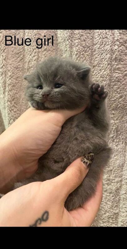 British Shorthair Kittens For Sale