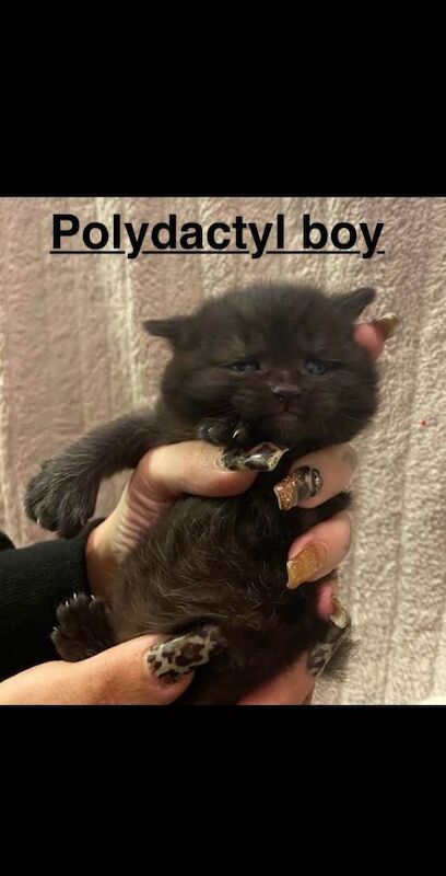 British shorthair polydactyl kittens - Image 2 of 3