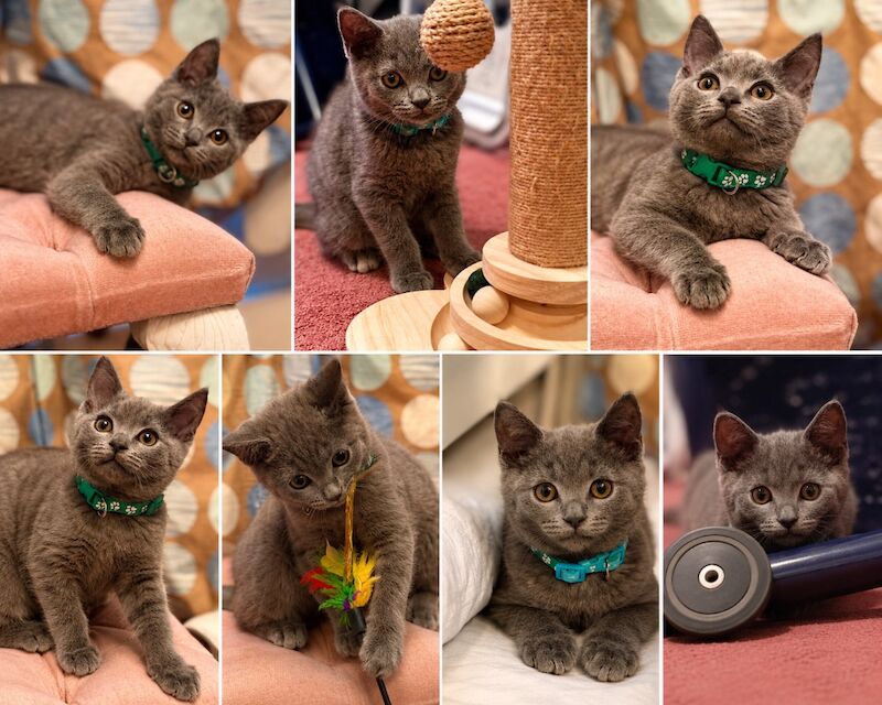 British Shorthair – Ready for Loving Homes