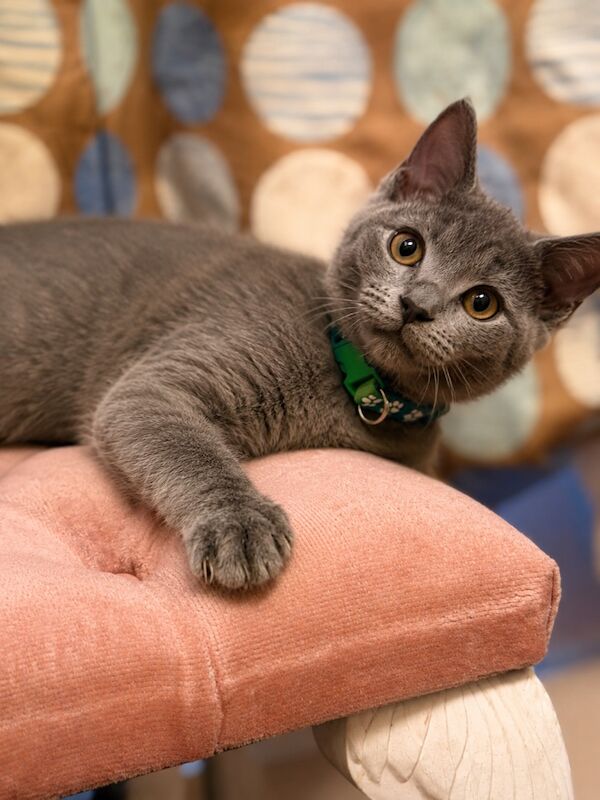 British Shorthair – Ready for Loving Homes - Image 2 of 4