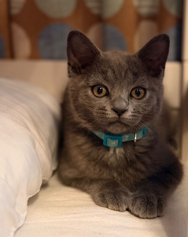 British Shorthair – Ready for Loving Homes - Image 3 of 4