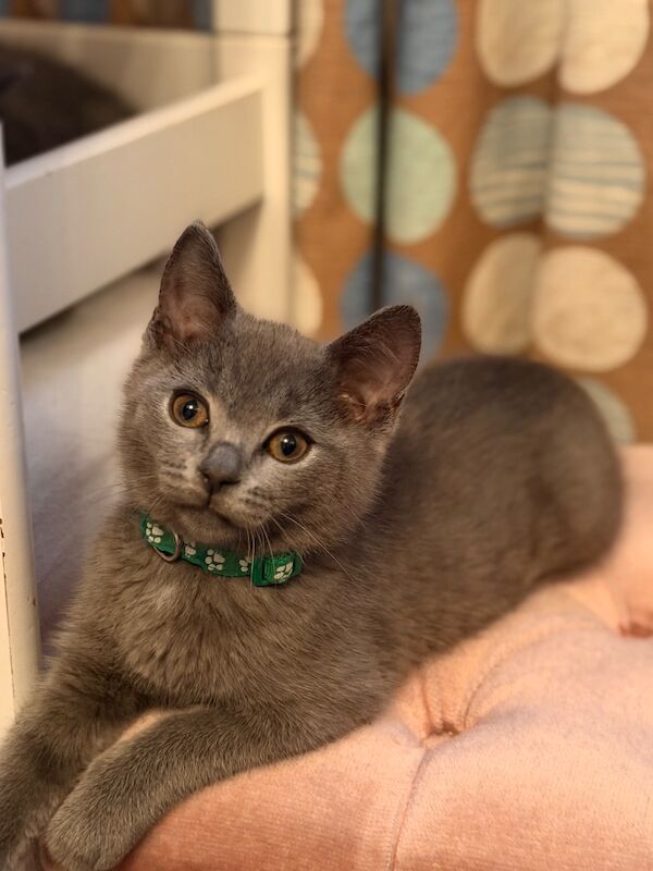 British Shorthair – Ready for Loving Homes - Image 4 of 4