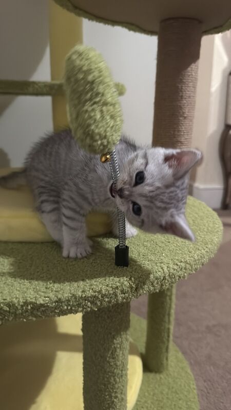 British shorthair Silver And Gold for sale in London, Greater London