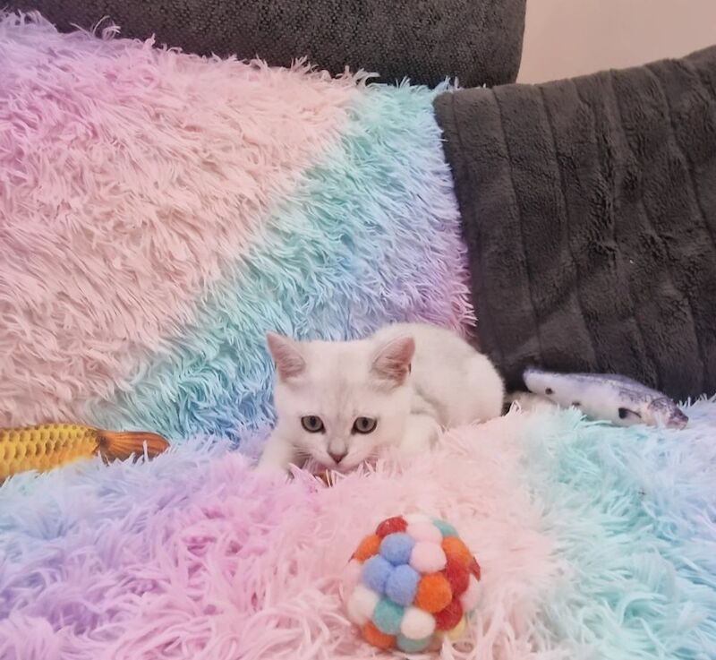 British Shorthair kittens for sale in Essex – 3 months old