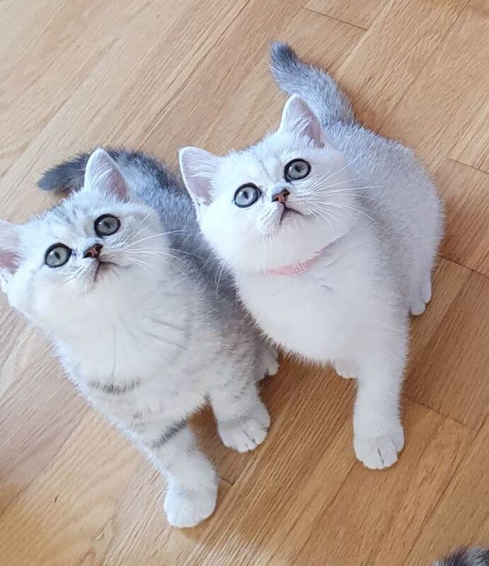 British Shorthair Kittens For Sale