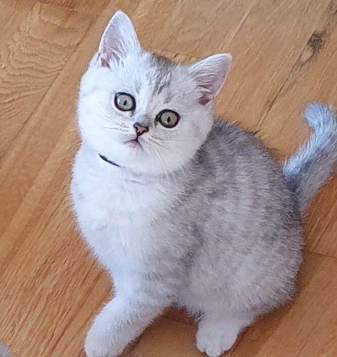 British Shorthair Silver‑Shaded Chinchilla Kittens – Stunning, Healthy & Family‑Raised - Image 2 of 3