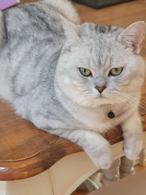 British Shorthair Silver‑Shaded Chinchilla Kittens – Stunning, Healthy & Family‑Raised - Image 3 of 3