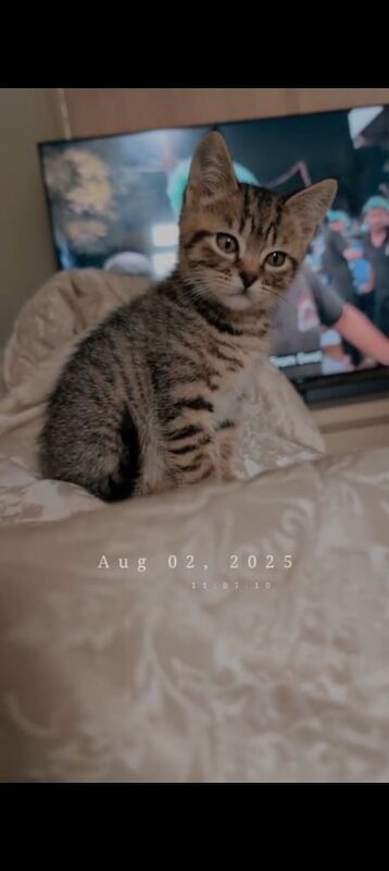 British Shorthair kittens for sale in Bradford, West Yorkshire – 8 weeks old