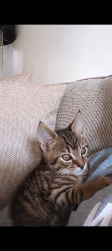 British Shorthair kittens for sale in Bradford, West Yorkshire – 8 weeks old - Image 2 of 2