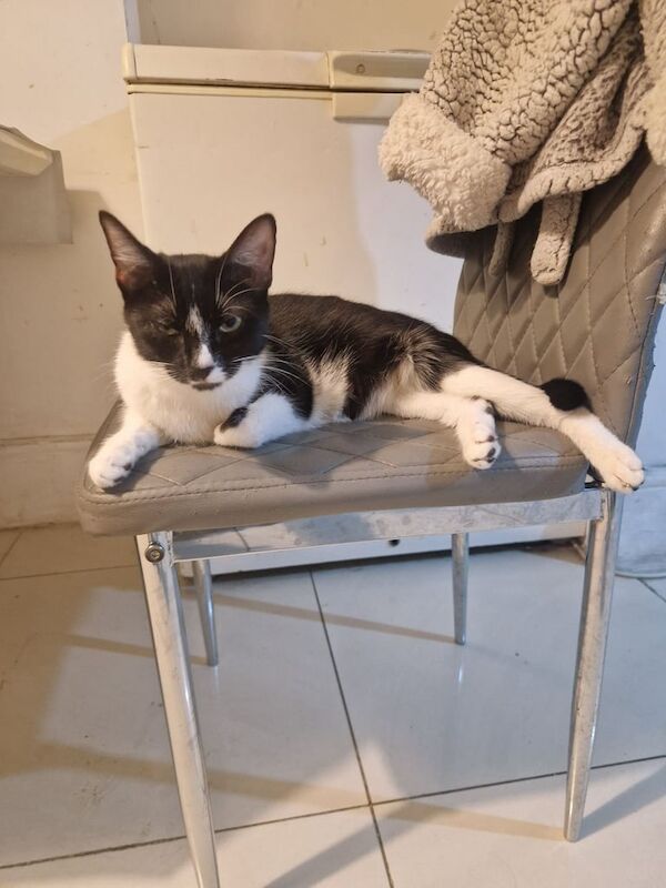 British Shorthair kittens for sale in Whitechapel, Greater London – 2 years old