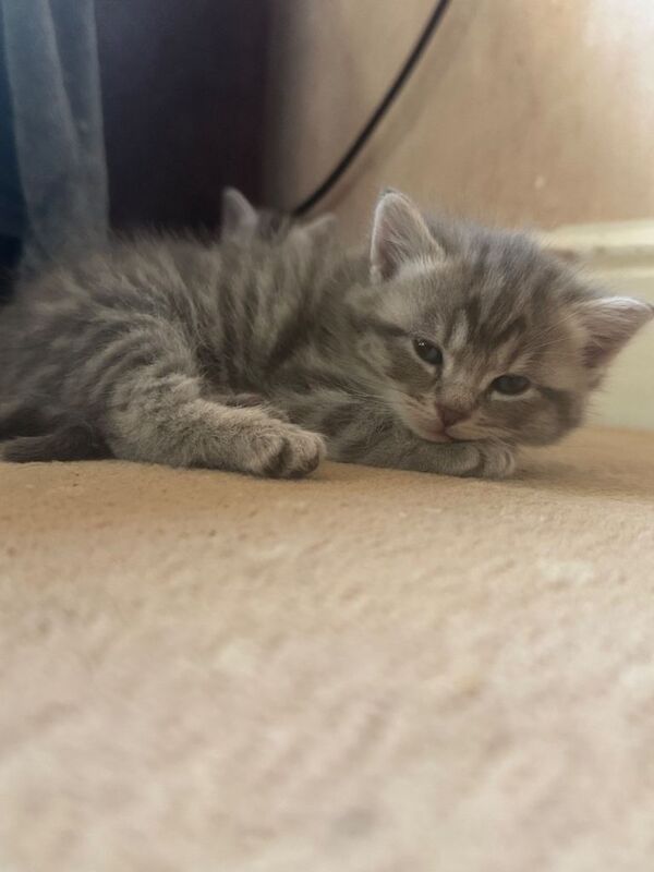 British Shorthair kittens for sale in Leicester, Leicestershire – 10 weeks old