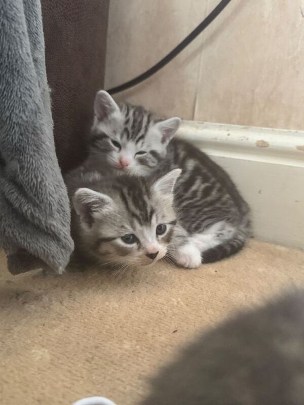 British Shorthair kittens for sale in Leicester, Leicestershire – 8 weeks old - Image 2 of 6