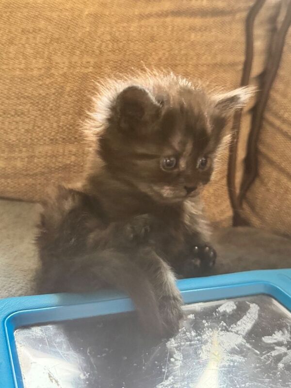 British Shorthair kittens for sale in Leicester, Leicestershire – 8 weeks old - Image 3 of 6