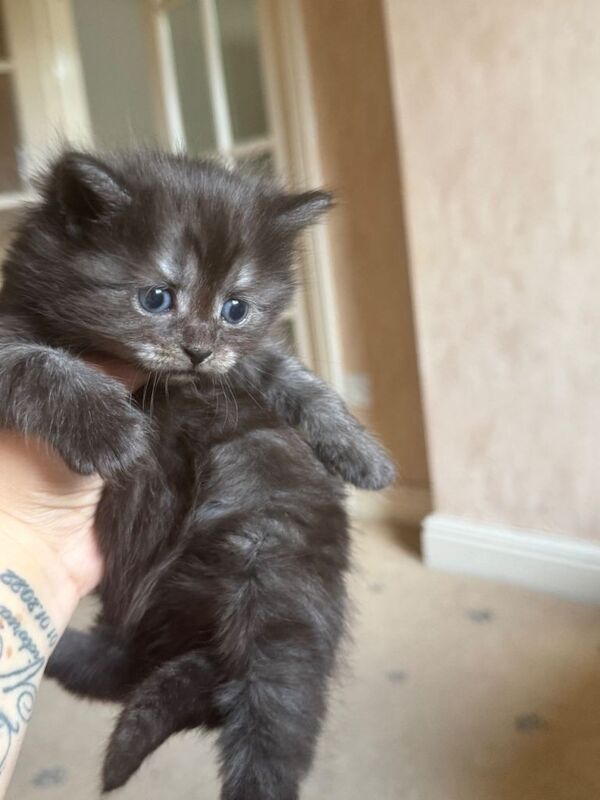 British Shorthair kittens for sale in Leicester, Leicestershire – 8 weeks old - Image 4 of 6