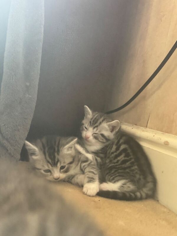 British Shorthair kittens for sale in Leicester, Leicestershire – 8 weeks old - Image 5 of 6