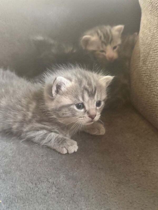 British Shorthair kittens for sale in Leicester, Leicestershire – 8 weeks old - Image 6 of 6
